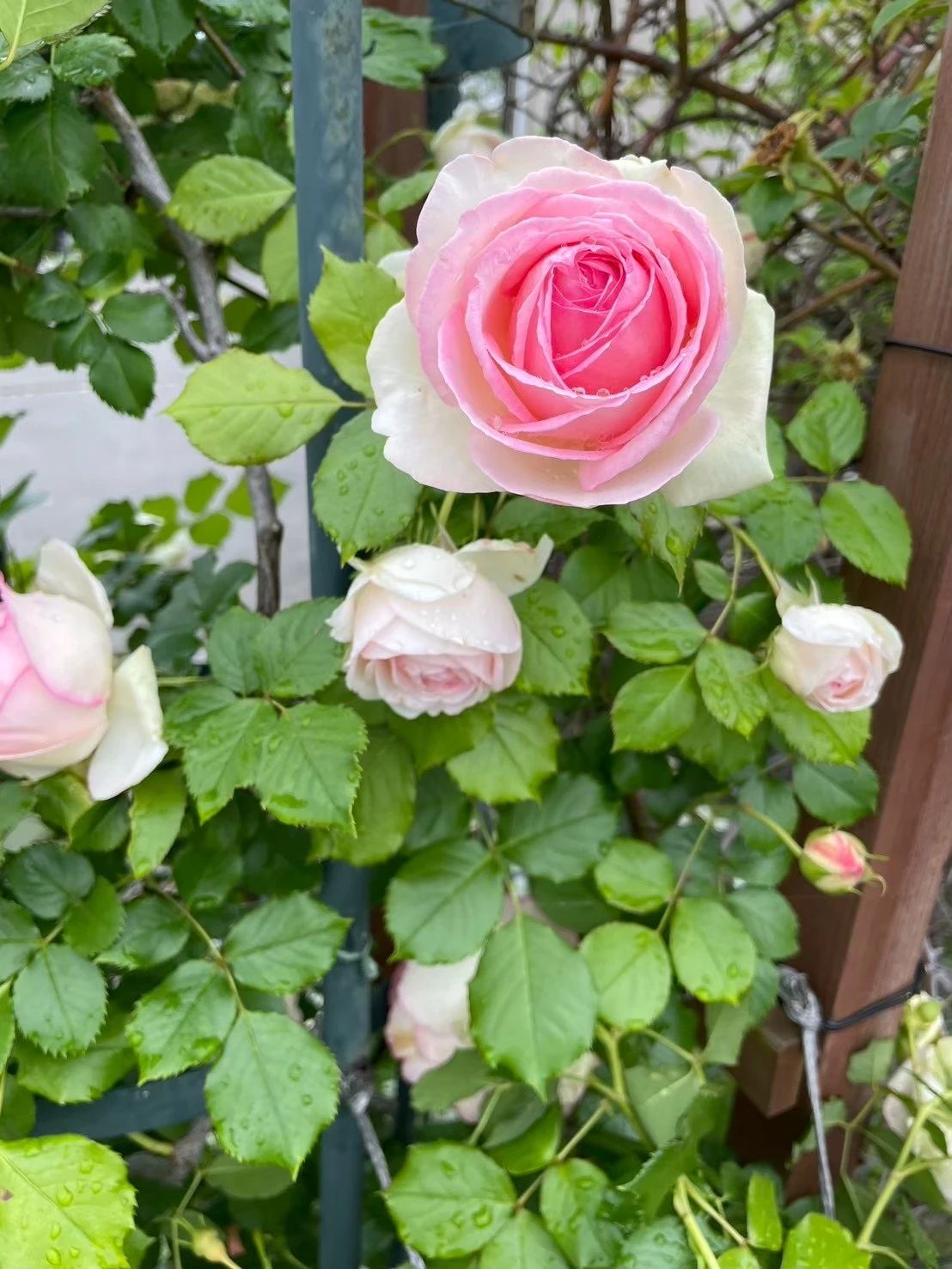 田村ピアノ学校 丸亀教室のサムネイル画像 5