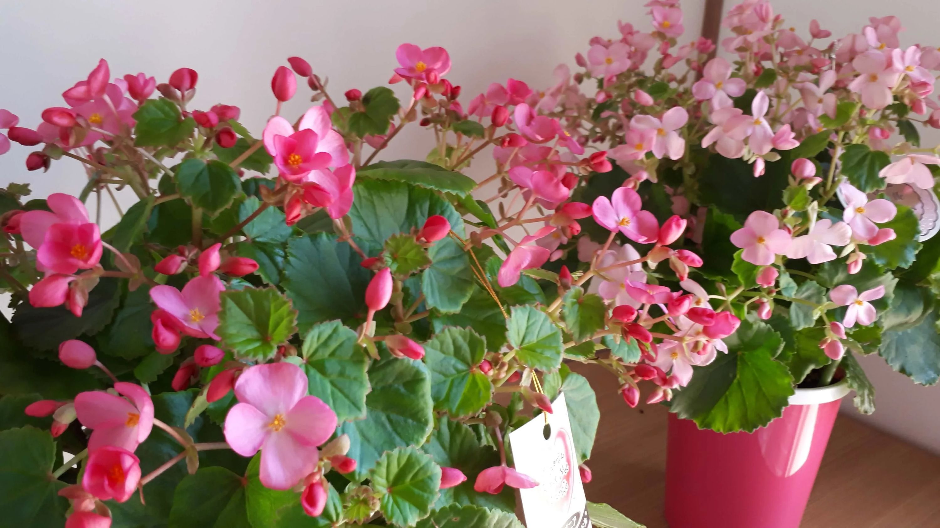 春野音楽教室 ピアノ 北多久町教室のサムネイル画像 2