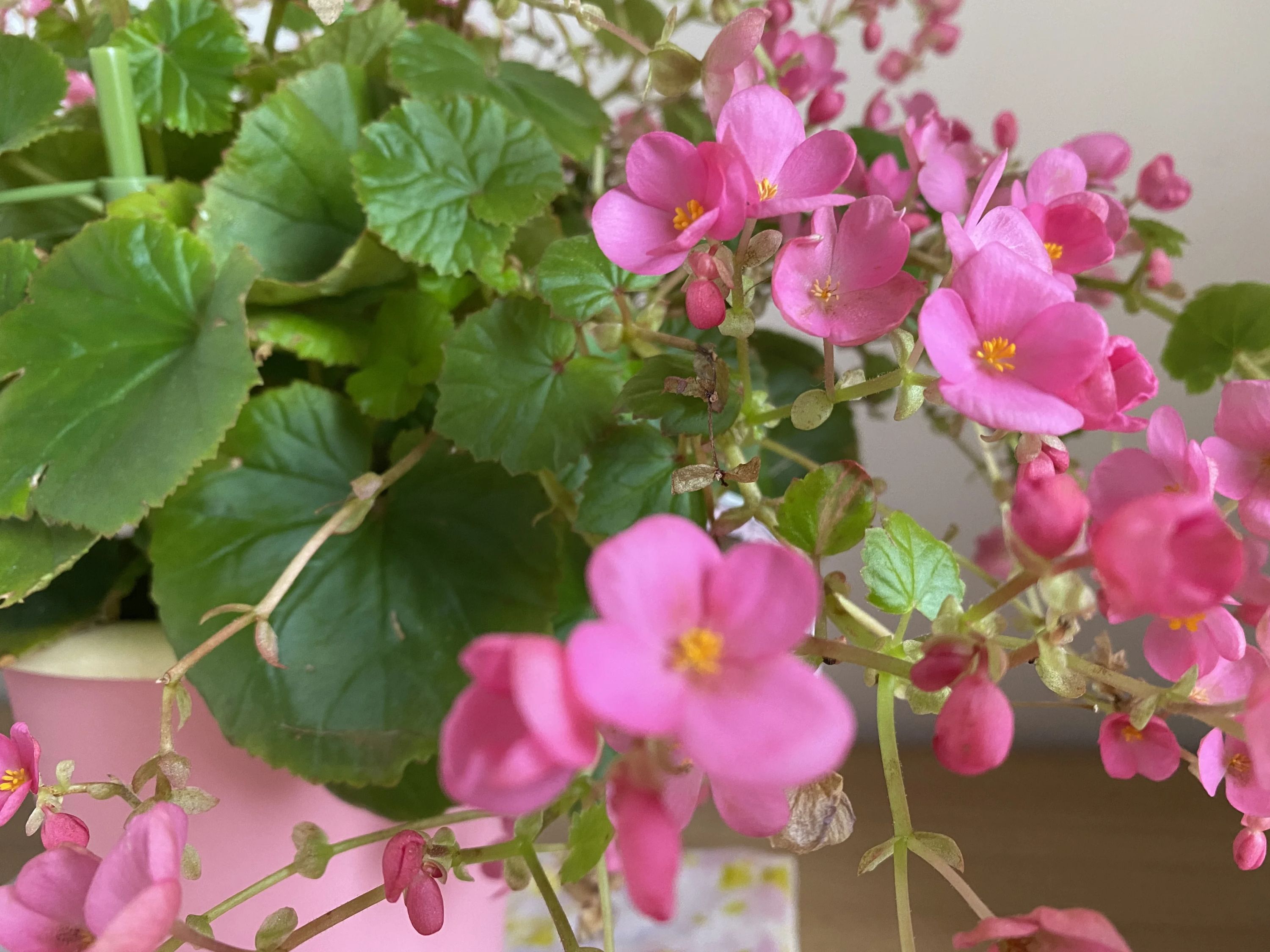 春野音楽教室 ピアノ 北多久町教室のサムネイル画像 3