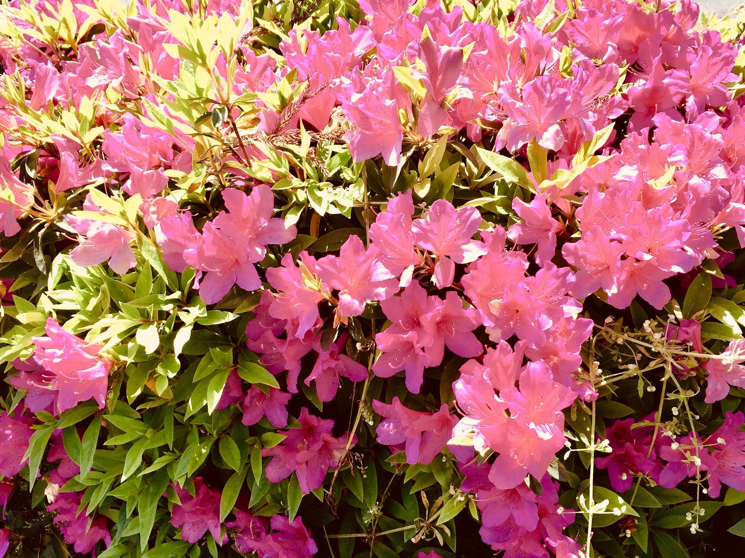 piano教室♪ 健軍参道教室のサムネイル画像 4