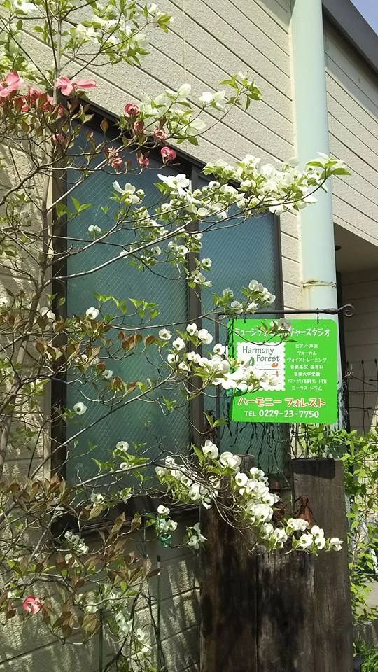 ハーモニーフォレスト ボーカル・ボイストレーニング 古川台町教室のサムネイル画像 2