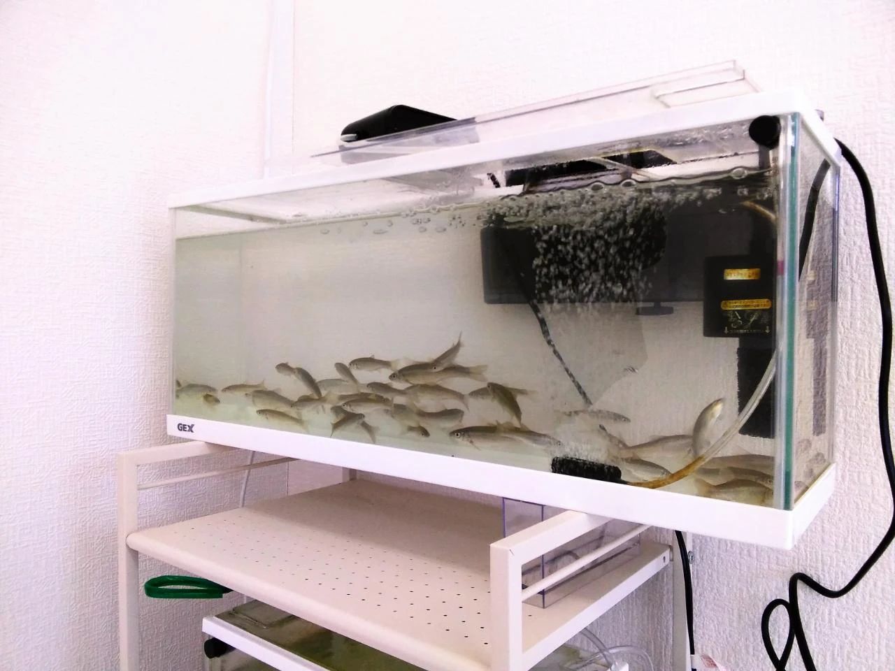 放課後デイサービスtoiro本厚木のサムネイル画像 2