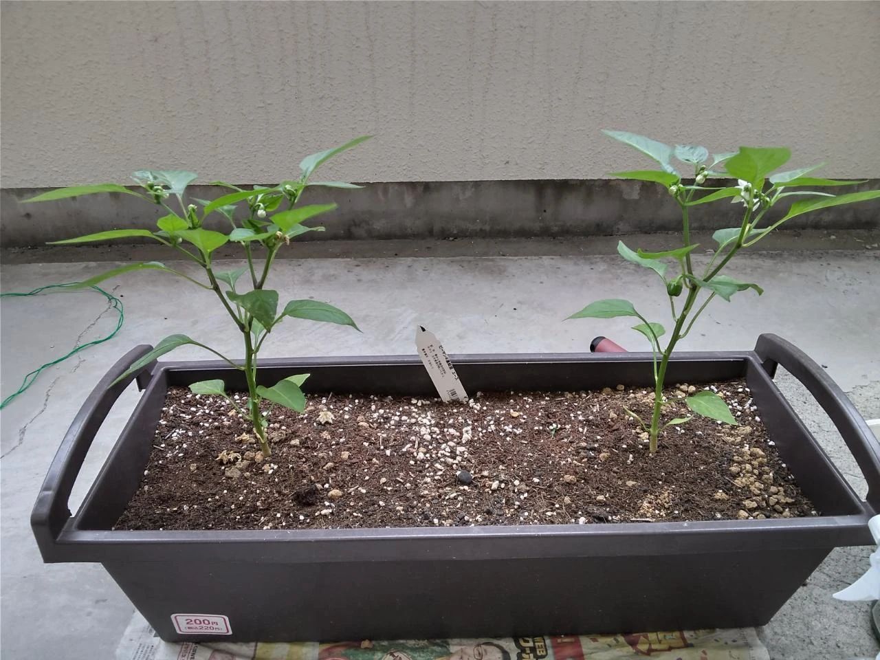 放課後デイサービスtoiro本厚木のサムネイル画像 4