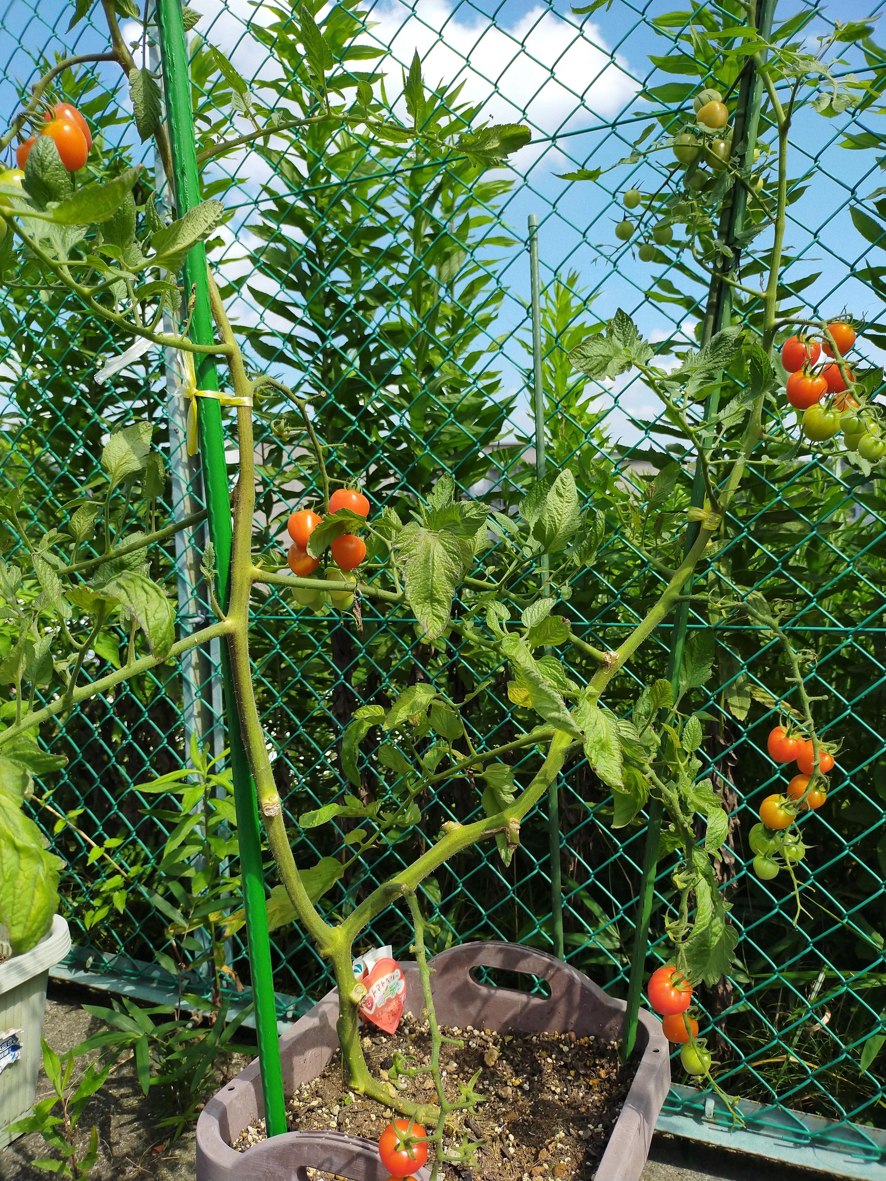 芸術村あすなろ ボーカル・ボイストレーニング 富士見台教室のメイン画像