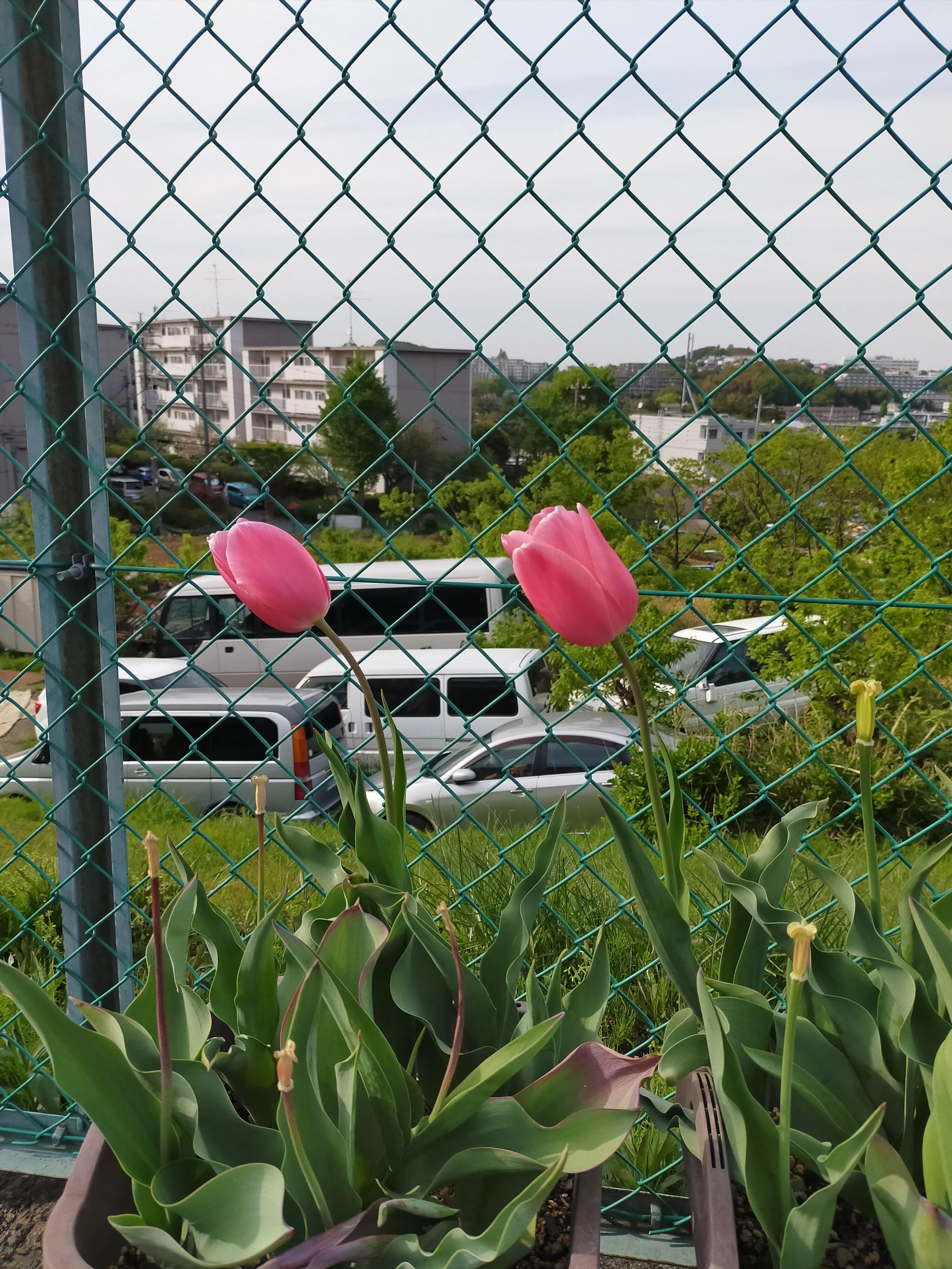 芸術村あすなろ ボーカル・ボイストレーニング 富士見台教室のサムネイル画像 2