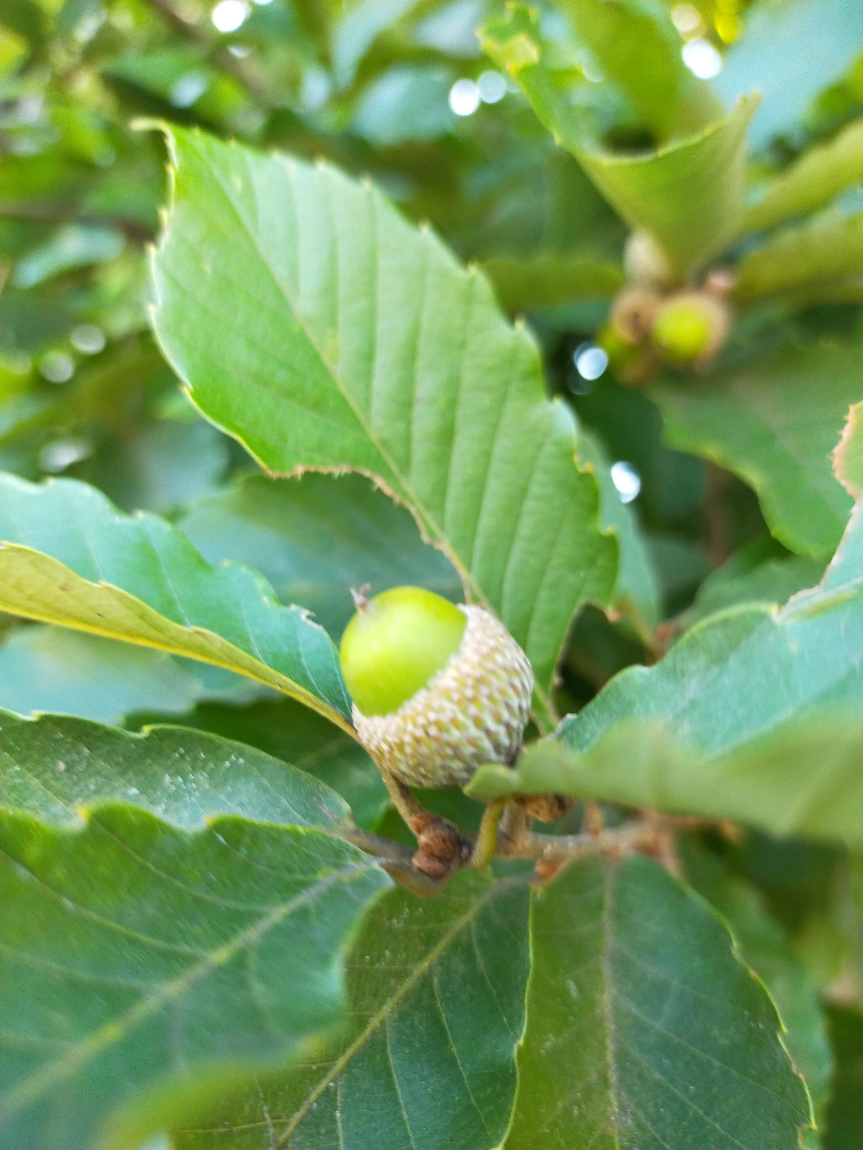 芸術村あすなろ ボーカル・ボイストレーニング 富士見台教室のサムネイル画像 3