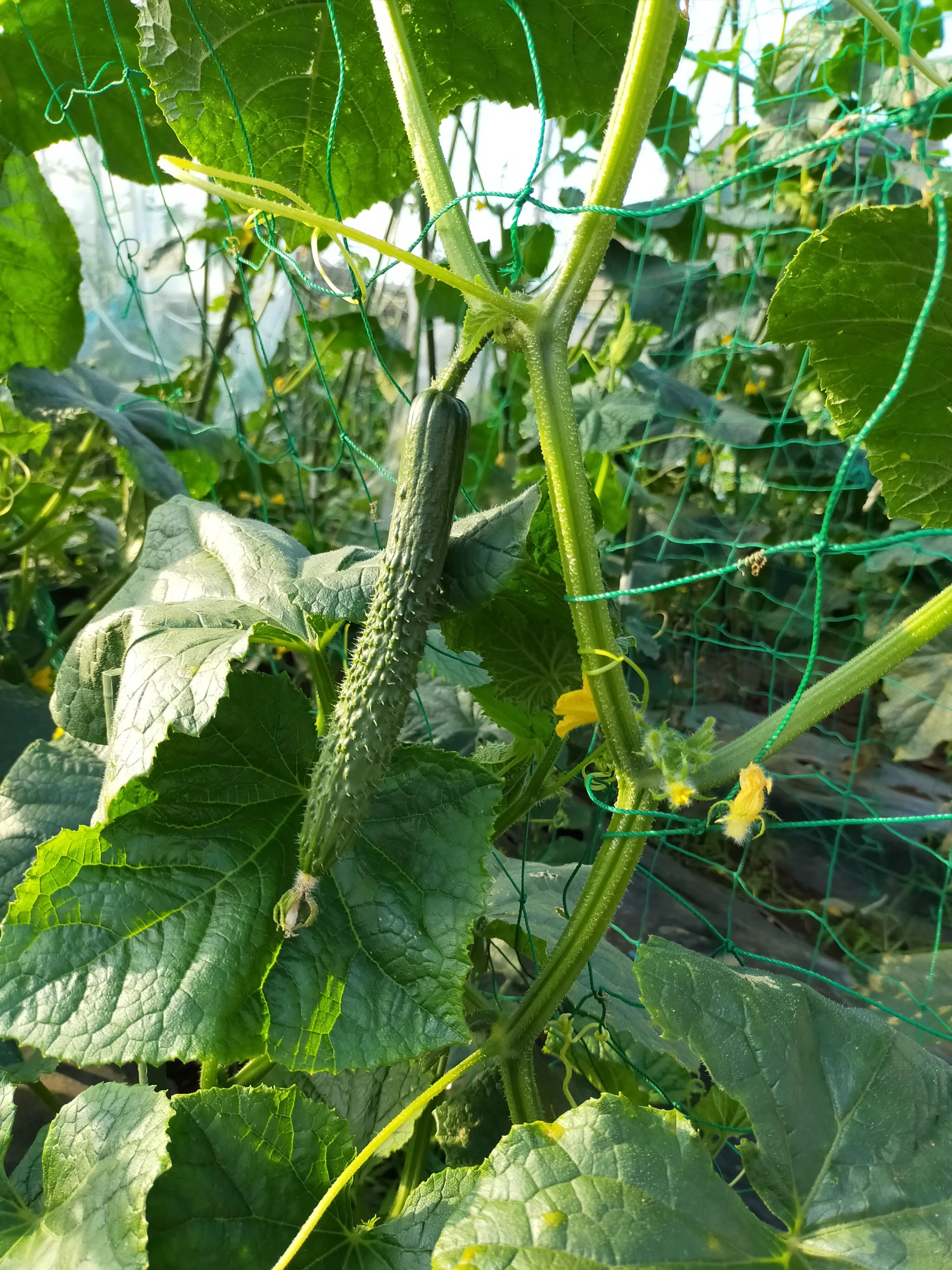 芸術村あすなろ ボーカル・ボイストレーニング 富士見台教室のサムネイル画像 4