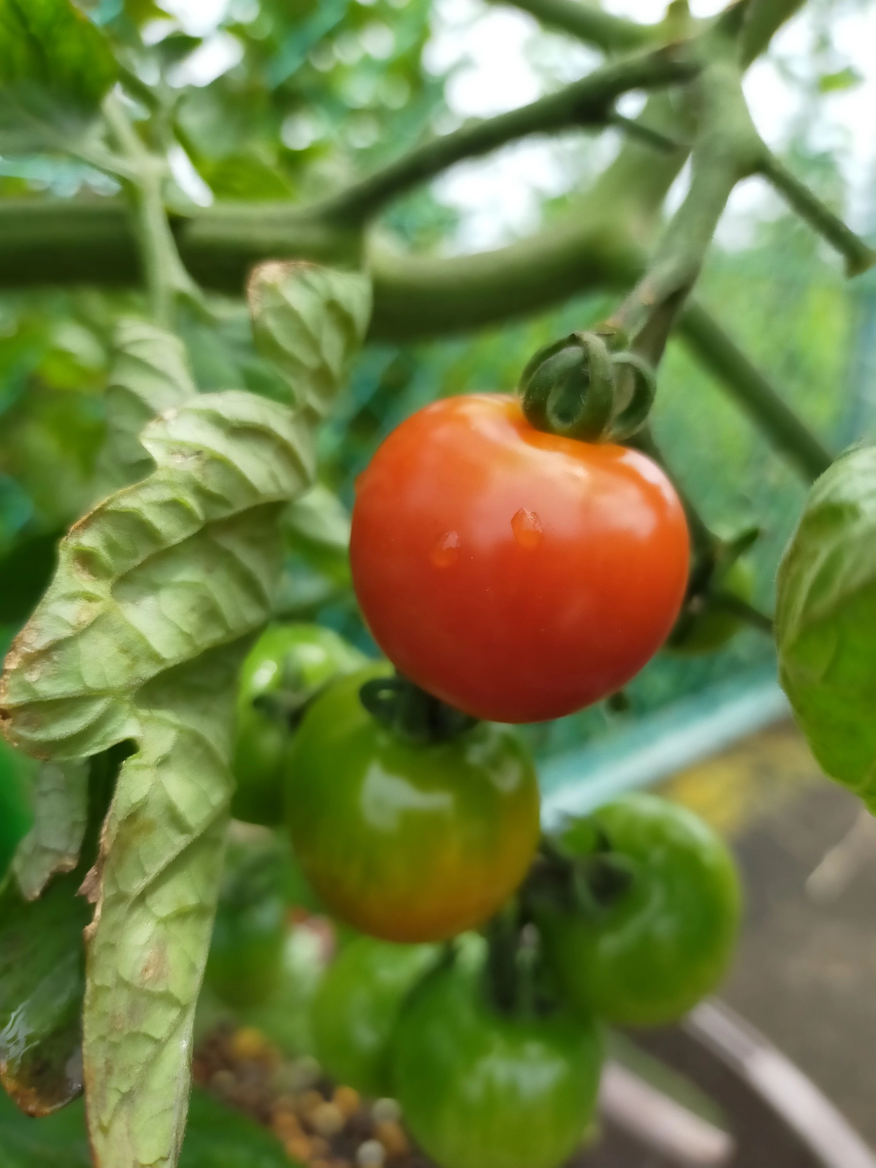 芸術村あすなろ ボーカル・ボイストレーニング 富士見台教室のサムネイル画像 5