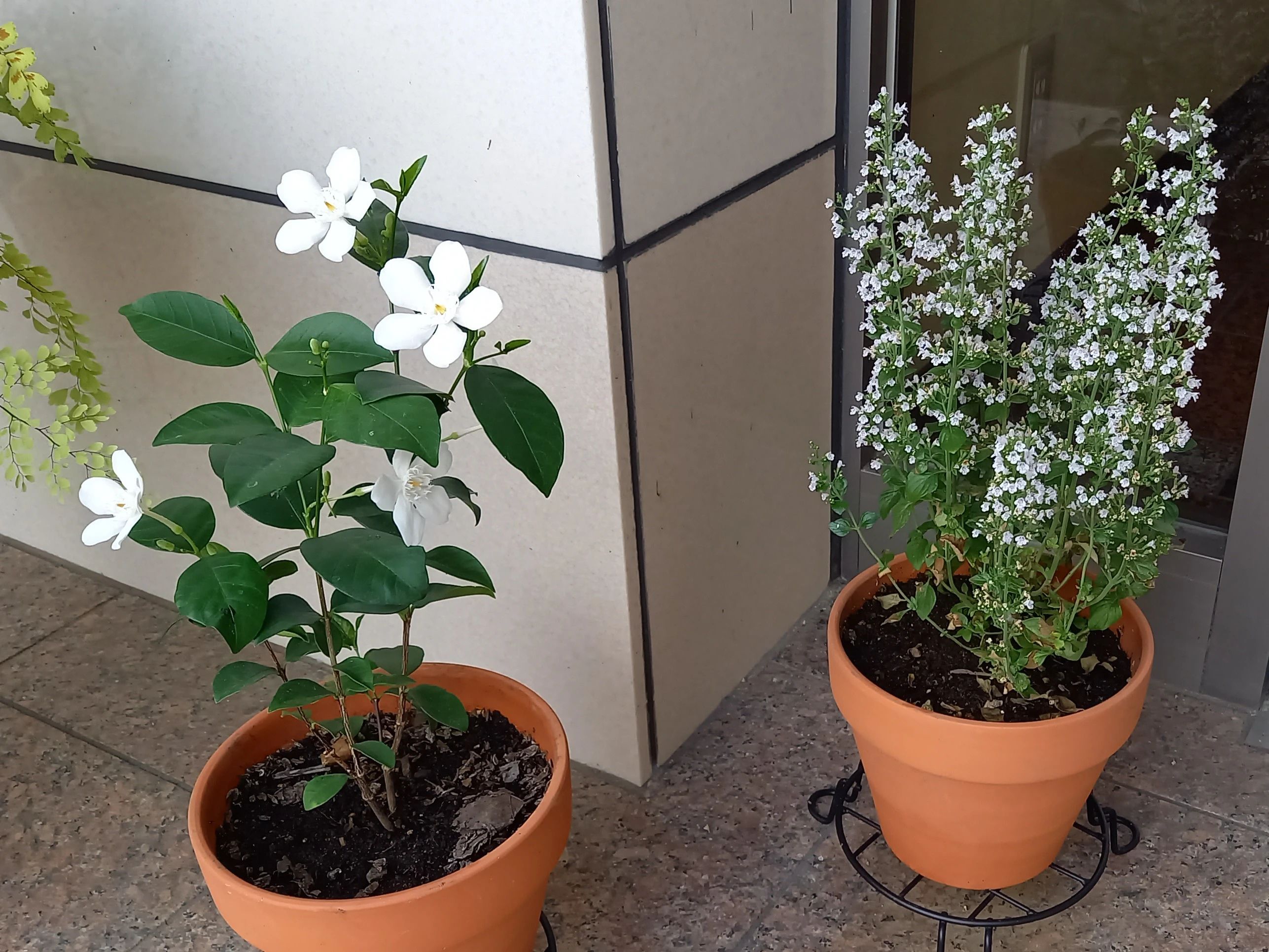 ハセガワ楽器 ボーカル・ボイストレーニング 一宮センター教室のメイン画像