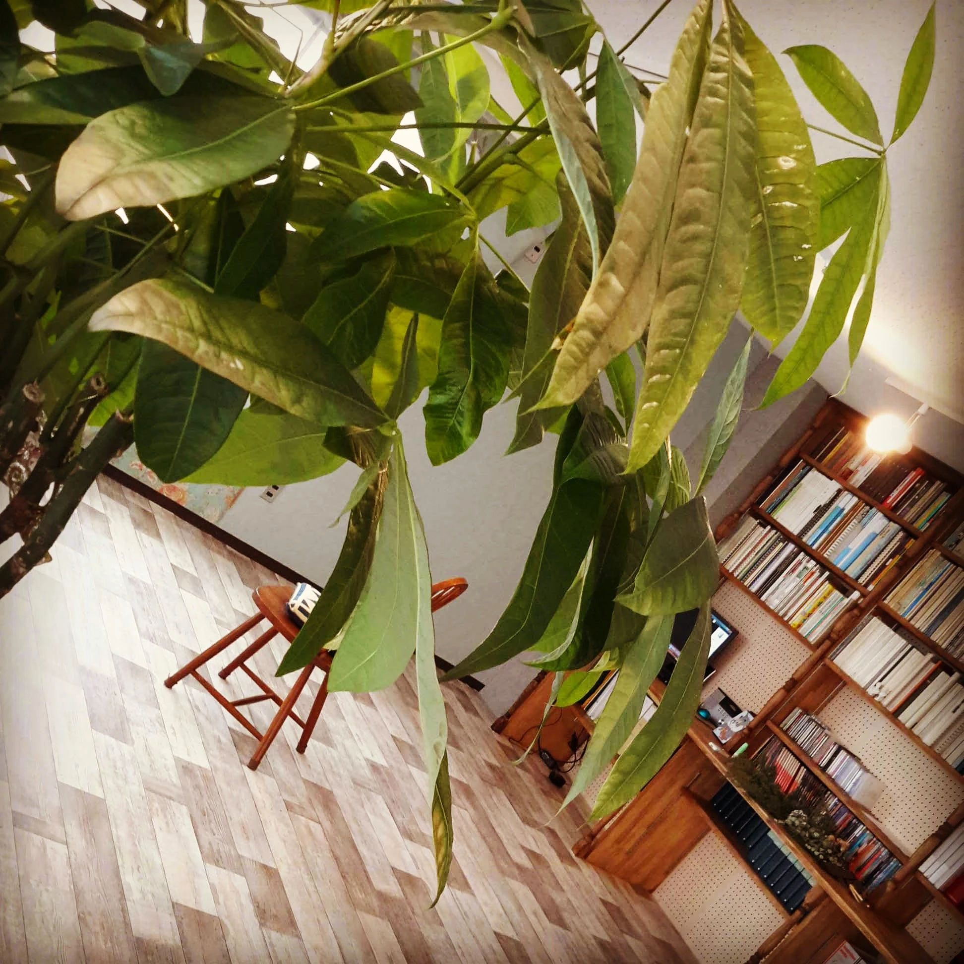 アンネの音楽教室 ボーカル・ボイストレーニング 松原町教室のサムネイル画像 3