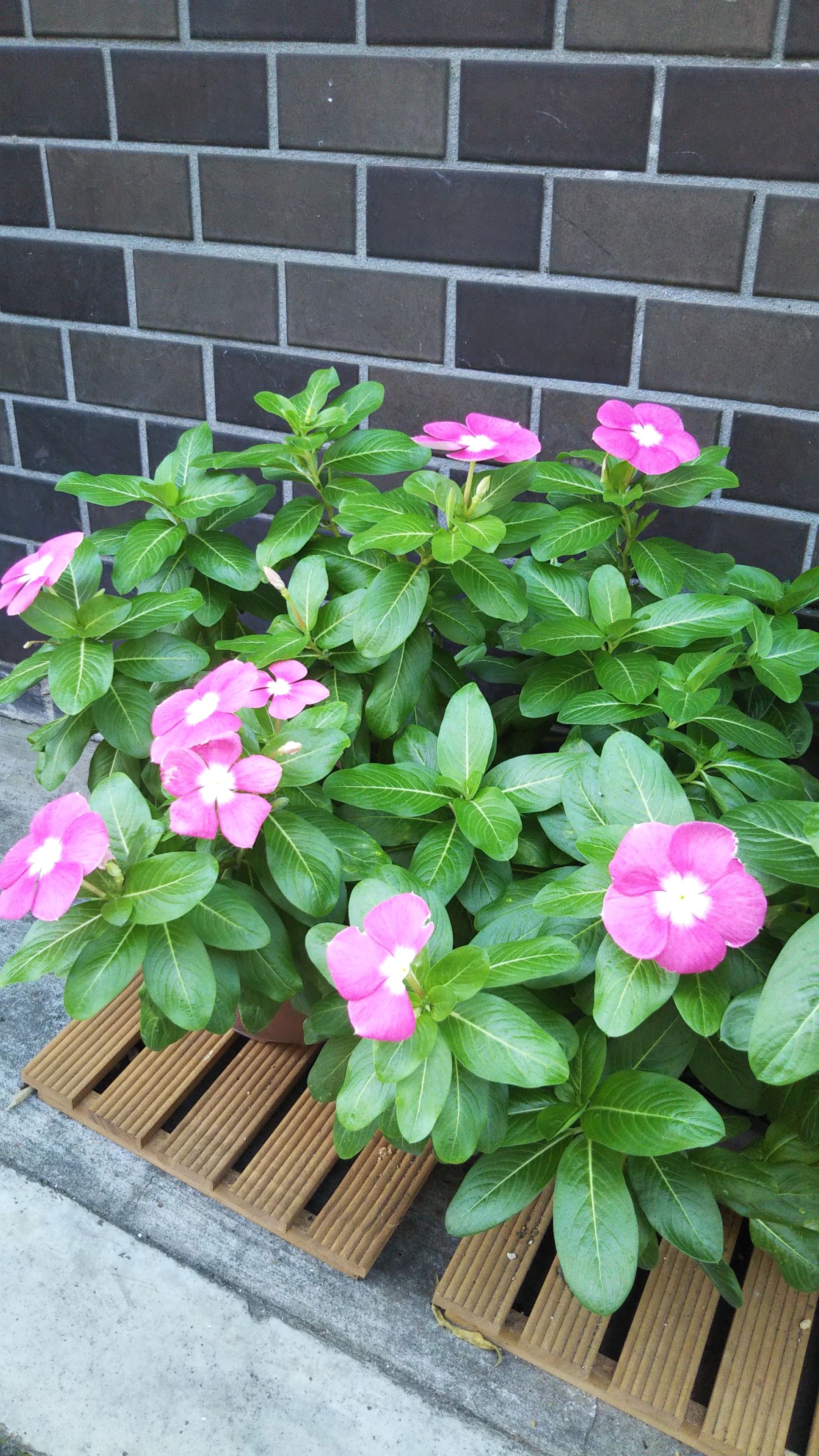 ハート音楽院 ギター 西日暮里教室のメイン画像